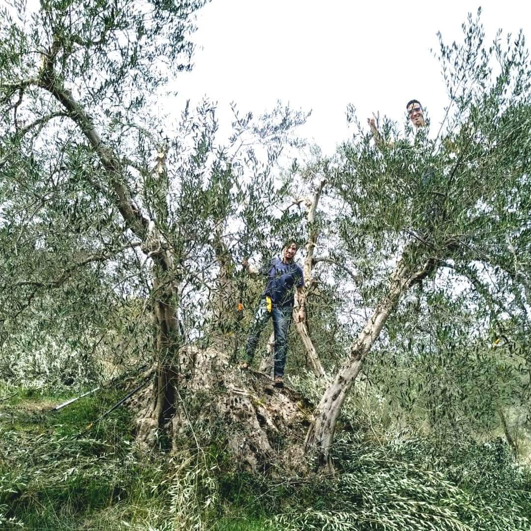 Millennian oldest olive tree